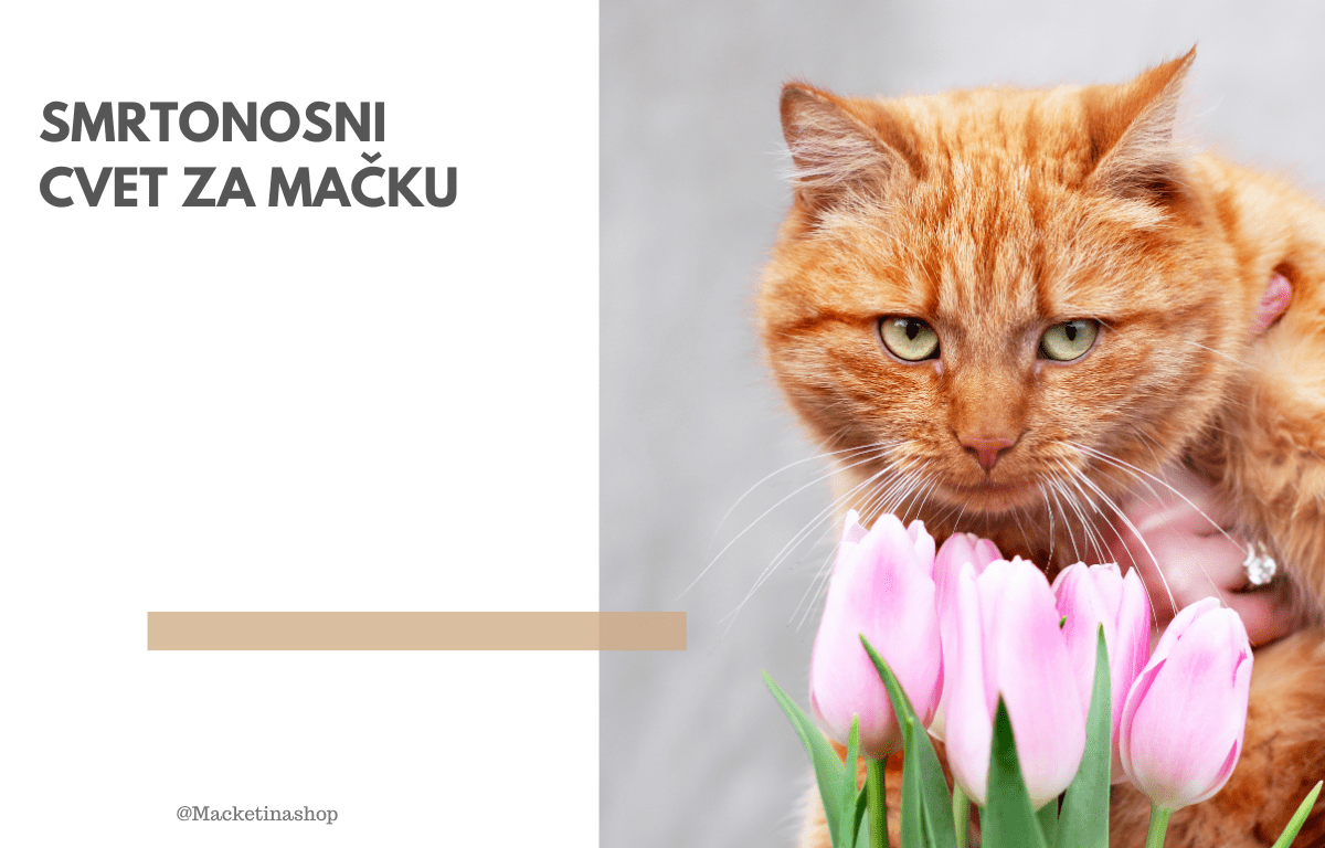 Smrtonosni Cvet Za Mačku