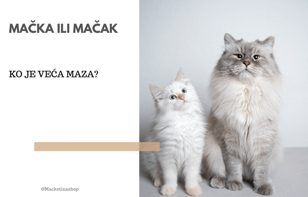 Mačka ili mačak