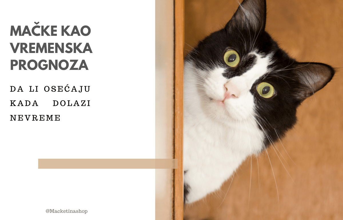 Mačke kao vremenska prognoza
