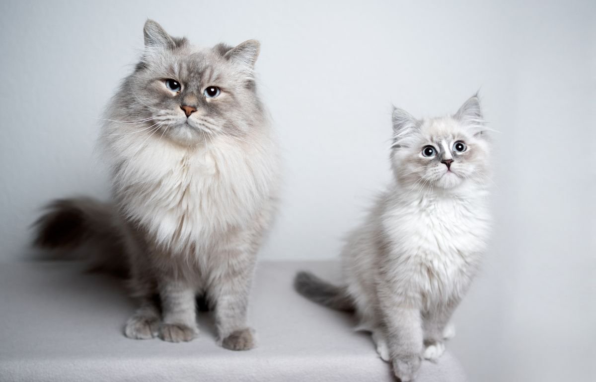 Mačka i mačak – ko je veća maza i ko pokazuje više nežnosti prema vlasniku