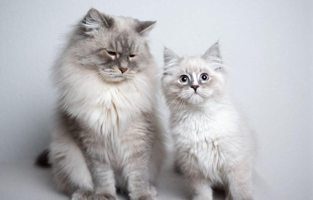 Mačka i mačak sede jedan pored drugog i pokazuju različite izraze nežnosti – Mačka ili mačak – Ko je veća maza?