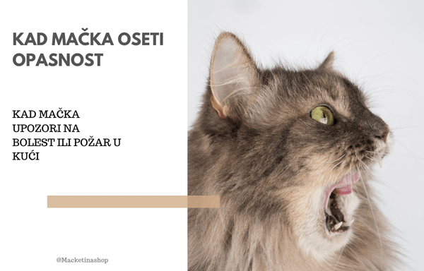 Kad mačka oseti opasnost