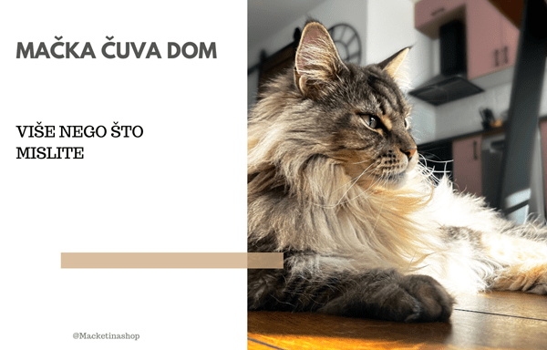 mačka čuva dom