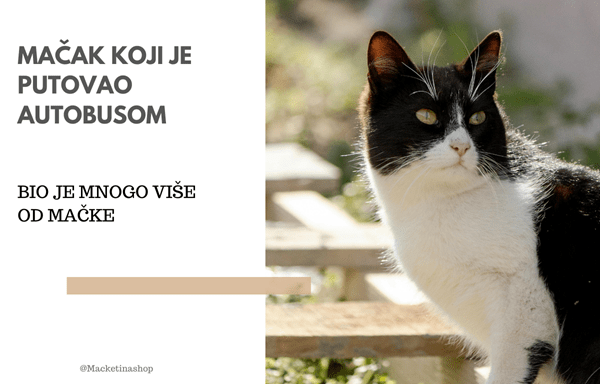 Mačak koji je putovao autobusom