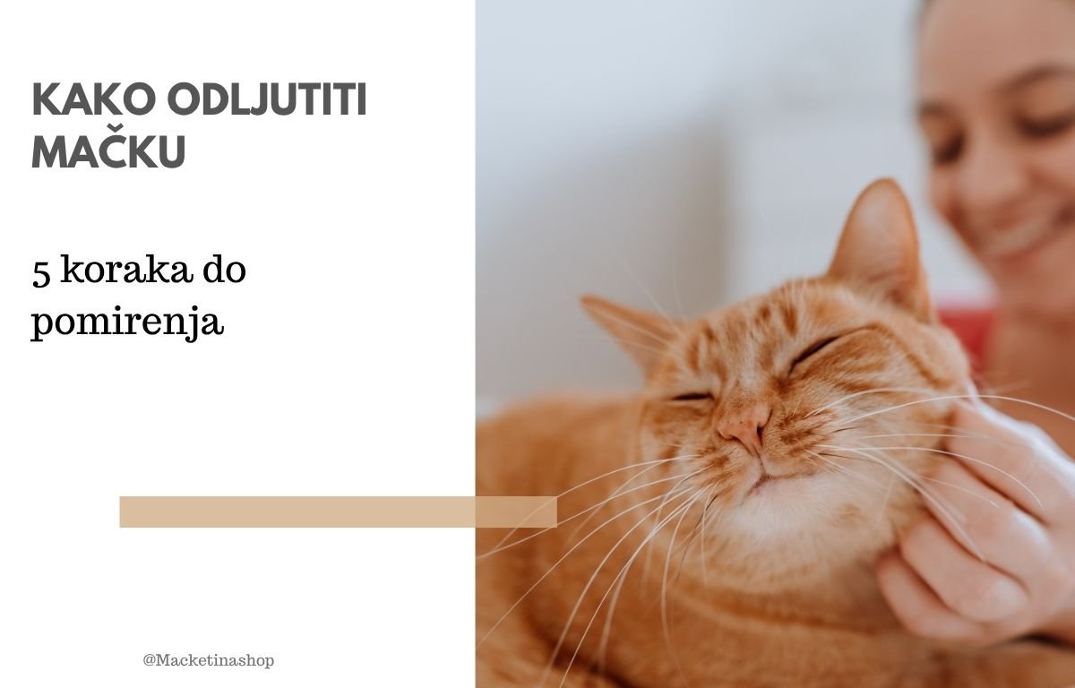 Kako odljutiti mačku