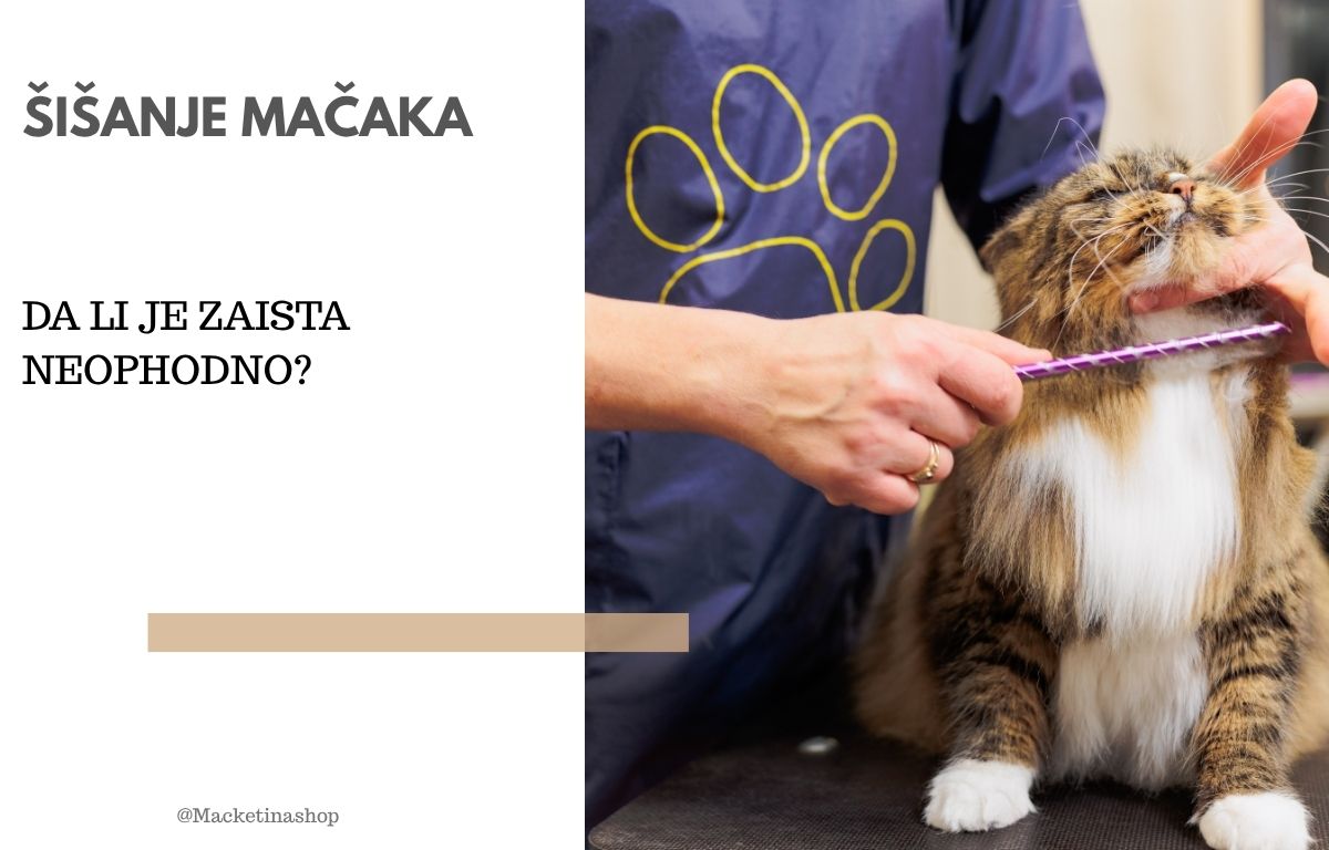 Šišanje mačaka – Da li je zaista neophodno