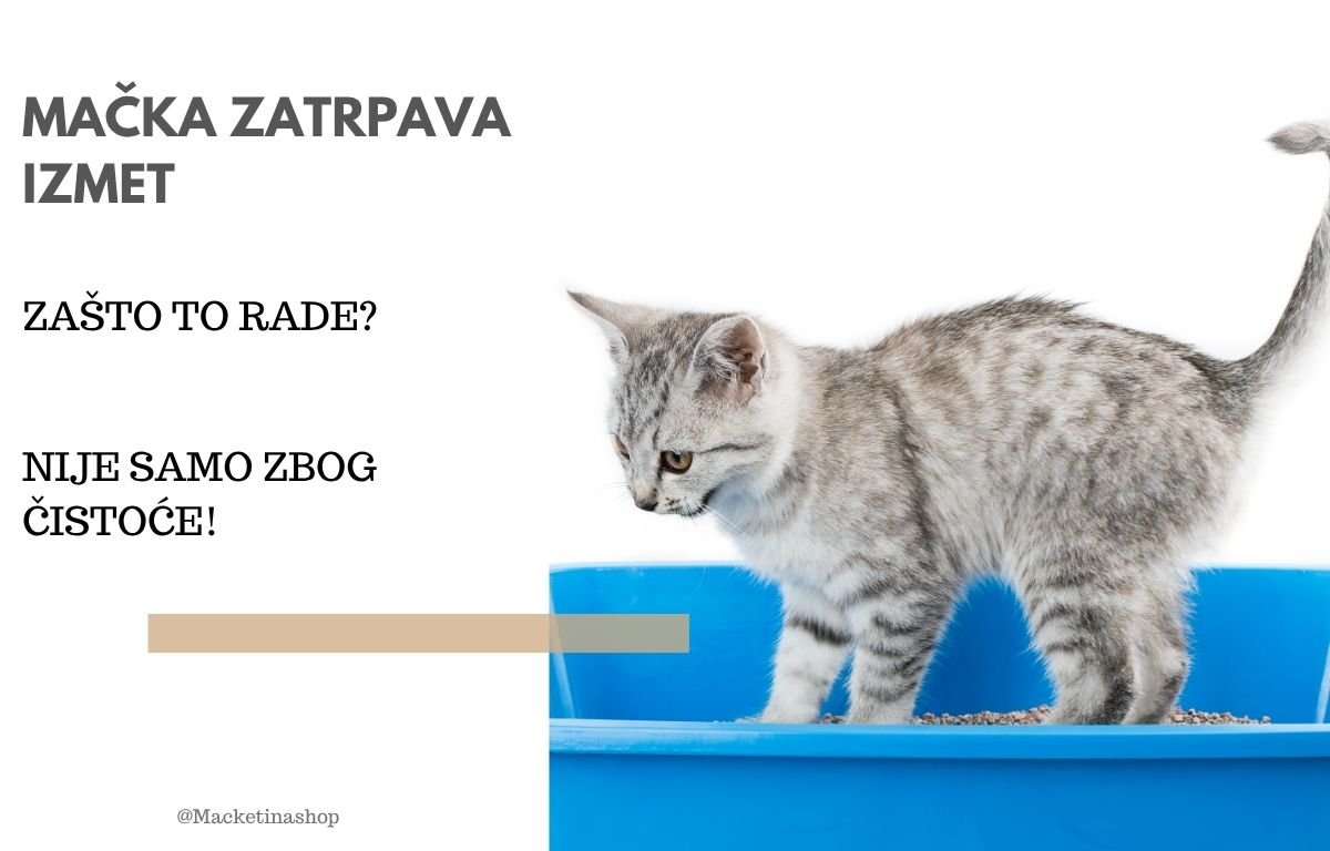 Mačka zatrpava izmet