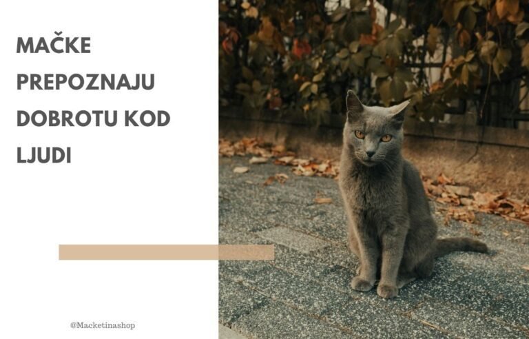 Mačke prepoznaju dobrotu kod ljudi