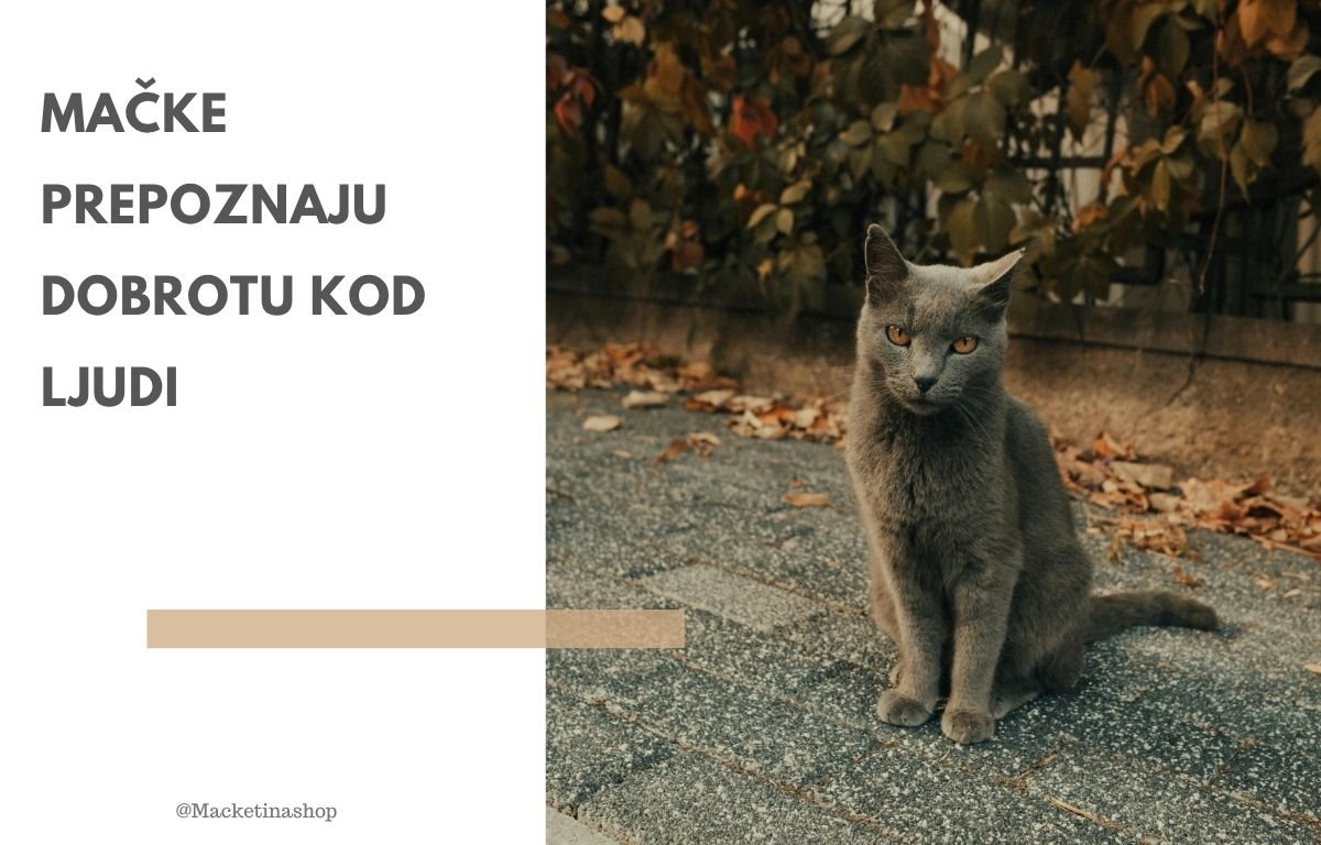Mačke prepoznaju dobrotu kod ljudi