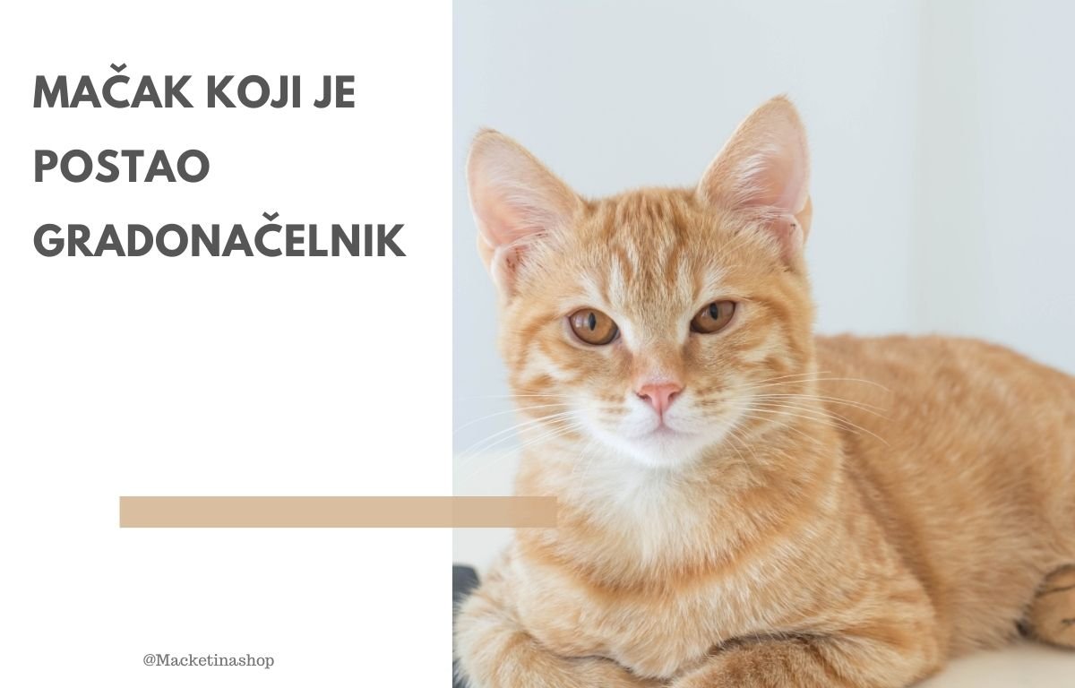 Mačak koji je postao gradonačelnik