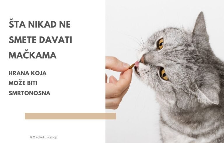 Šta nikad ne smete davati mačkama