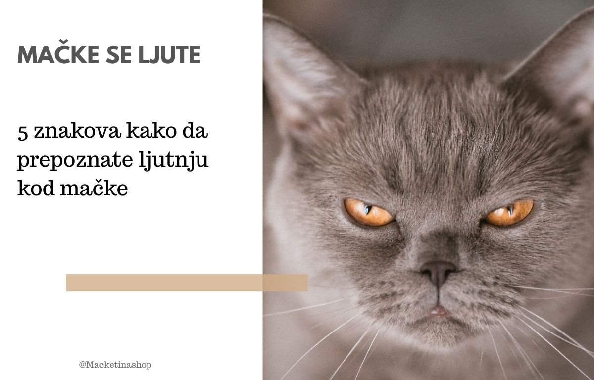 Mačke se ljute