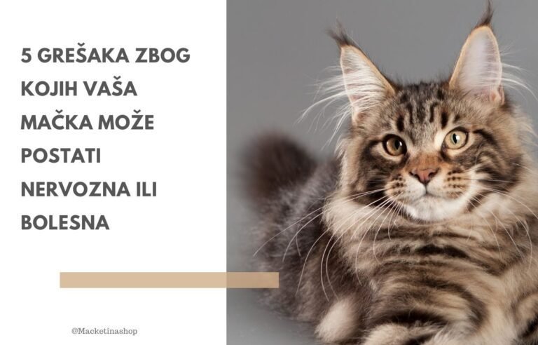 5 grešaka zbog kojih vaša mačka može postati nervozna ili bolesna