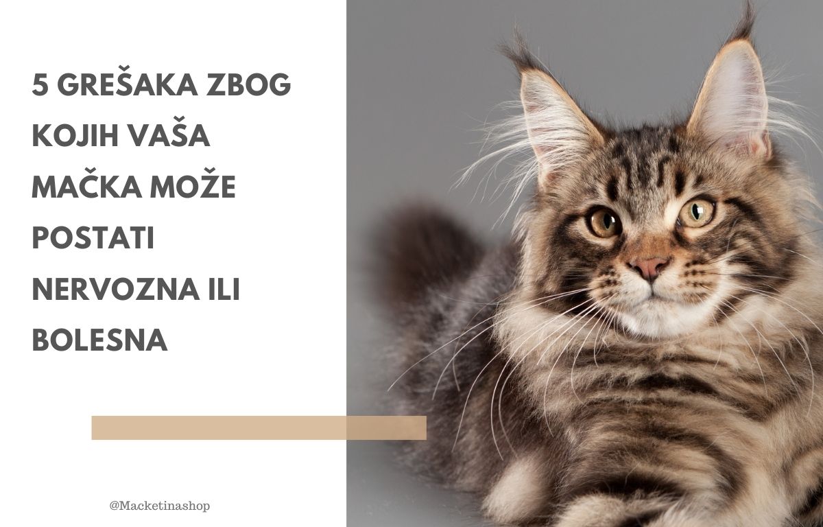 5 grešaka zbog kojih vaša mačka može postati nervozna ili bolesna