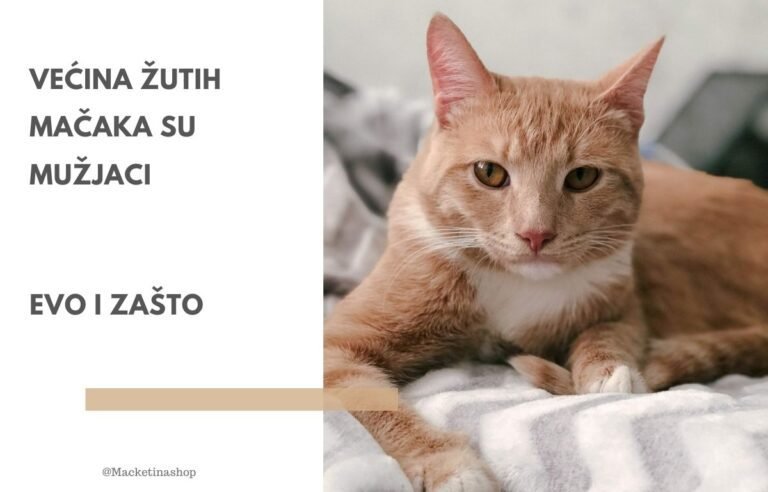 Većina žutih mačaka su mužjaci