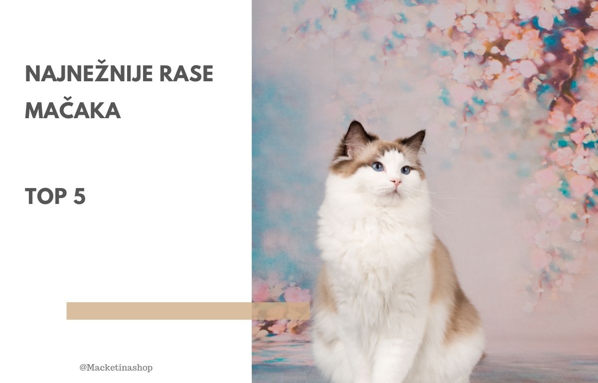 Najnežnije rase mačaka – Top 5