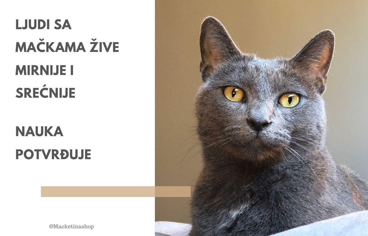 Ljudi sa mačkama žive mirnije i srećnije – Nauka potvrđuje