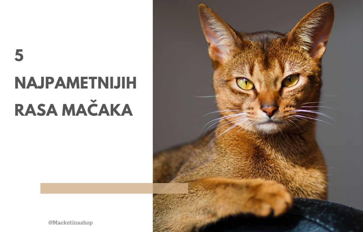 5 najpametnijih rasa mačaka