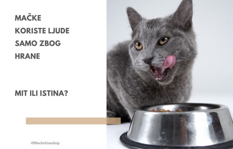 Mačke koriste ljude samo zbog hrane