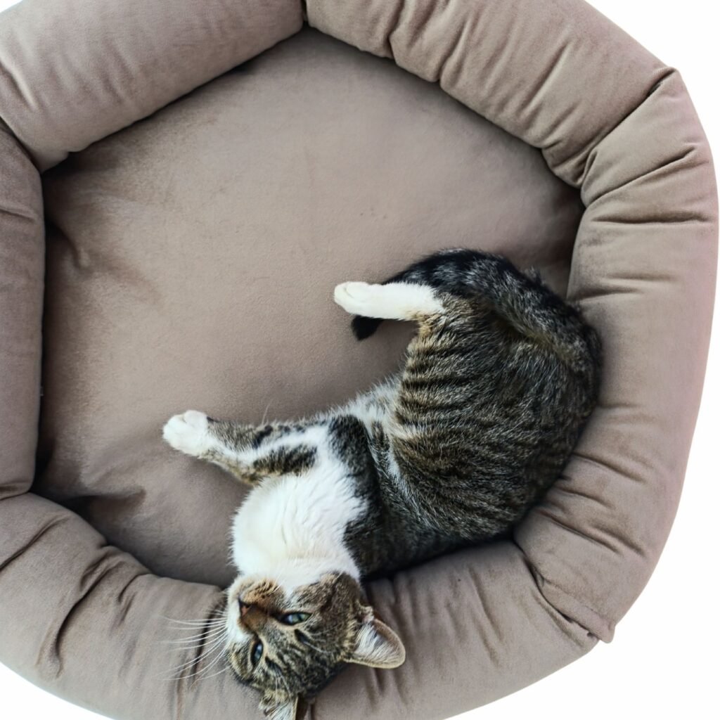 Premium krevet za mačke od pliša - Smeđa mačka uživa u karamel premium krevetu za mačke od pliša, udobnom i toplom mestu za spavanje, Mačketina shop.