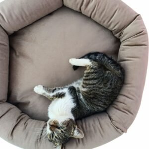 Premium krevet za mačke od pliša - Smeđa mačka uživa u karamel premium krevetu za mačke od pliša, udobnom i toplom mestu za spavanje, Mačketina shop.