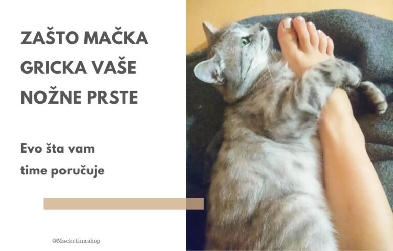 Zašto mačka gricka vaše nožne prste - Siva mačka gricka nožne prste svog vlasnika dok leži pored njega — ponašanje koje pokazuje igru, ljubav i privrženost.