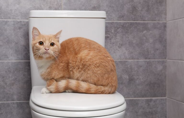 Mačka sedi na WC šolji i radoznalo posmatra vlasnika u kupatilu