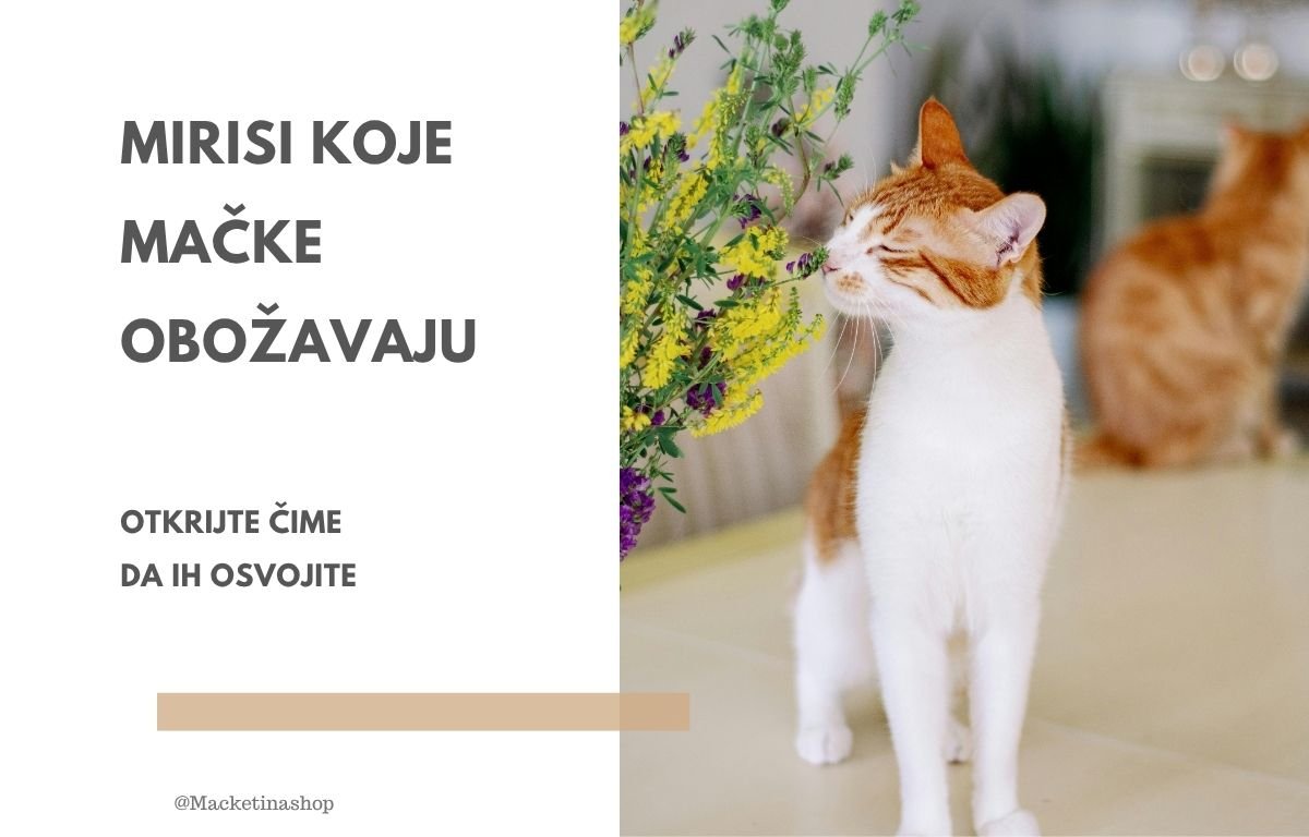 Mirisi koje mačke obožavaju – otkrijte čime da ih osvojite