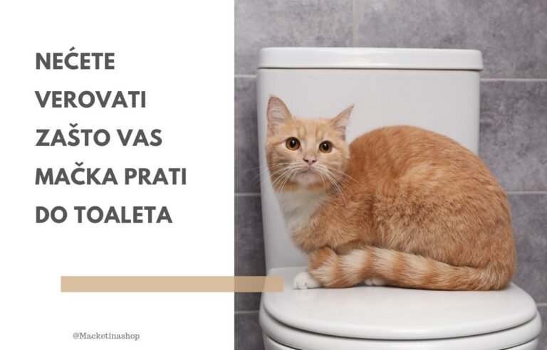 nećete verovati zašto vas mačka prati do toaleta - Narandžasta mačka sedi na WC šolji i gleda prema vlasniku – simbol mačje radoznalosti i privrženosti.