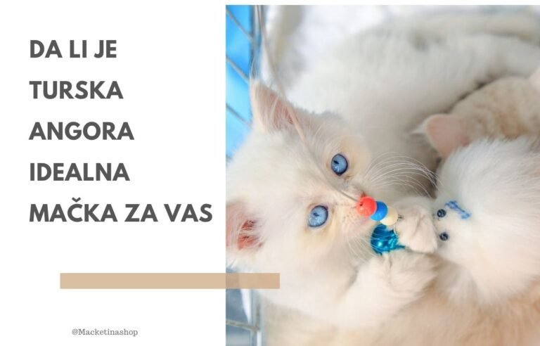 Da li je Turska angora idealna mačka za vas - Turska angora mače sa plavim očima koje se igra igračkom