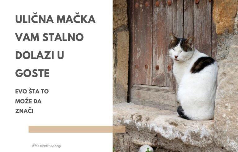 Ulična mačka vam stalno dolazi u goste - Ulična mačka sedi ispred starih drvenih vrata i mirno posmatra, simbolizujući poverenje i vezu između mačke i čoveka.