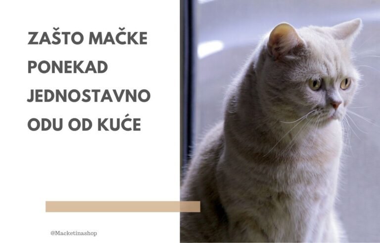Zašto mačke ponekad jednostavno odu od kuće - Mačka zamišljeno gleda kroz prozor — simbol slobode i radoznalosti kod mačaka koje ponekad odu od kuće.