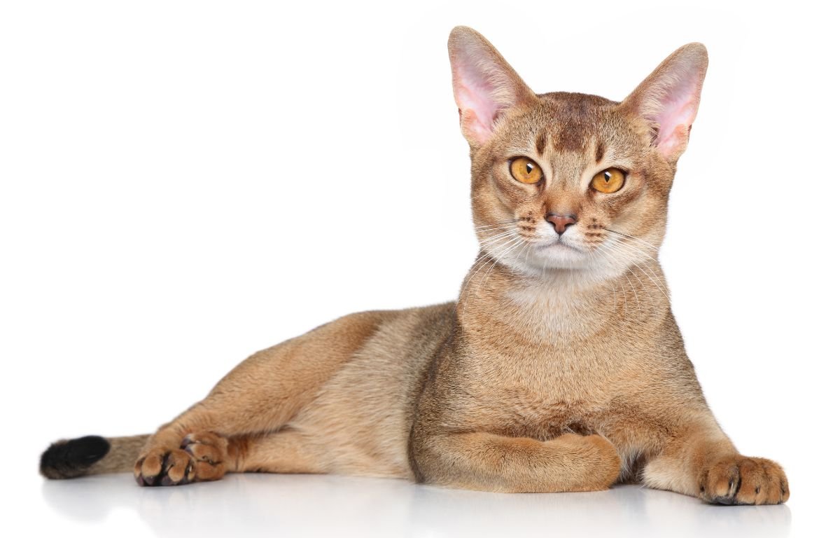 Da li mačke mogu da prepoznaju svoje ime -