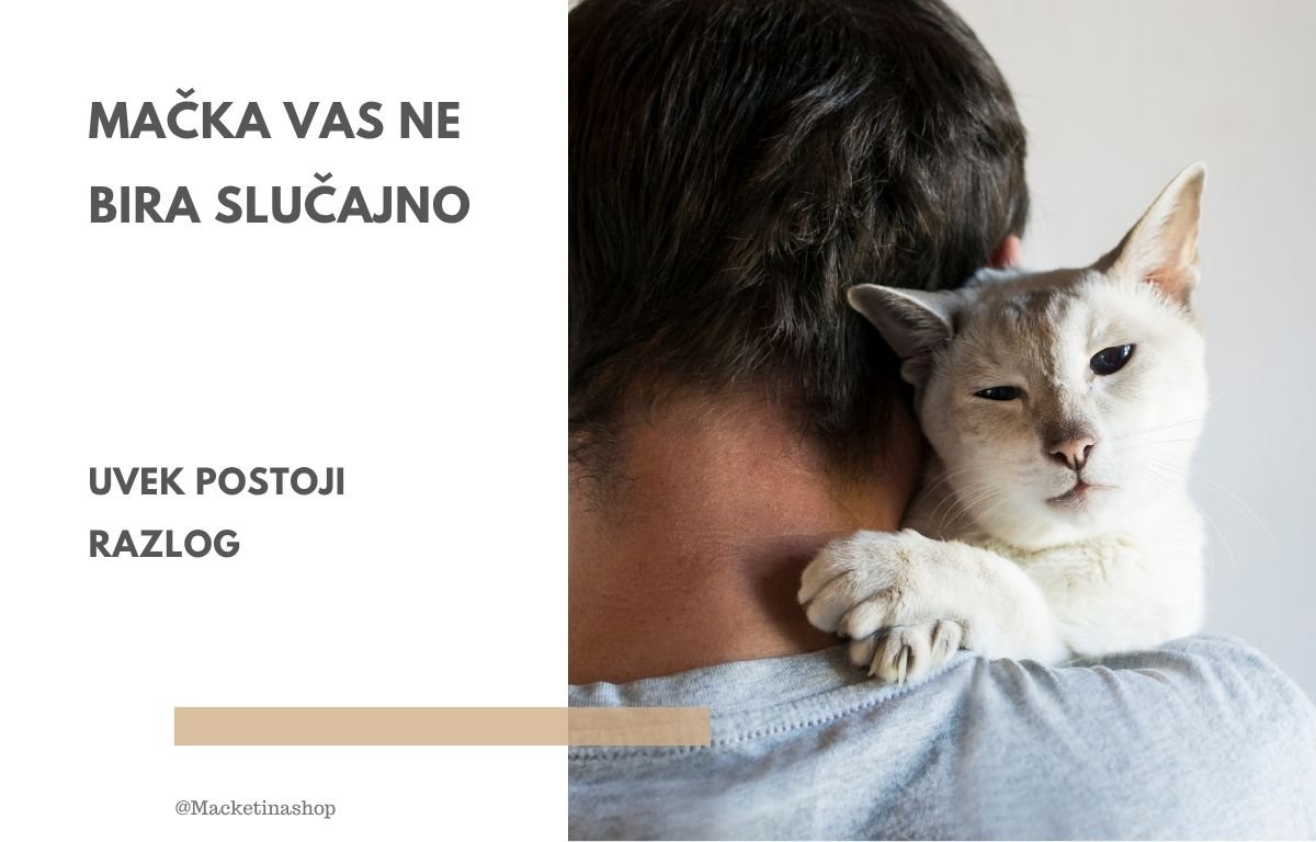 Mačka vas ne bira slučajno – uvek postoji razlog