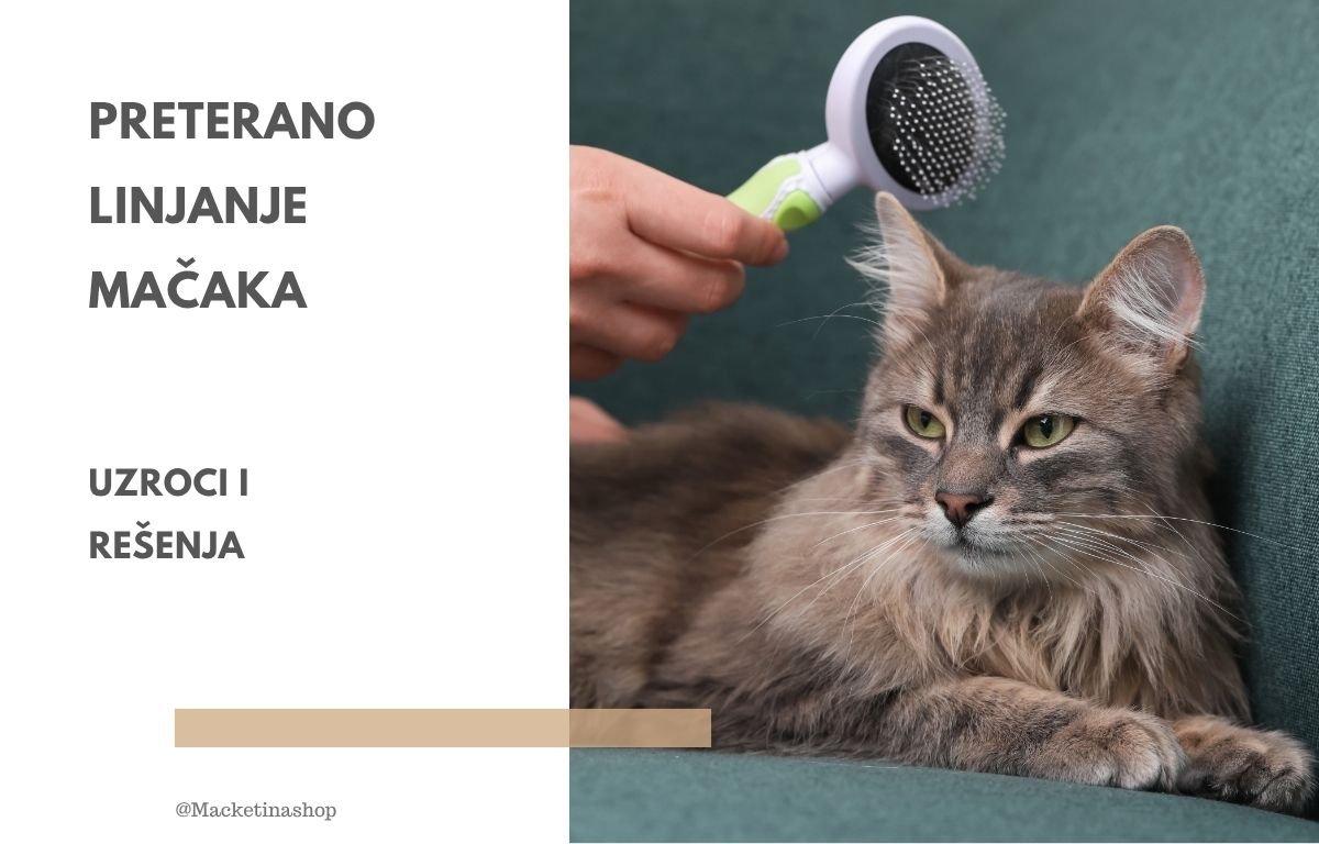 Preterano linjanje mačke – uzroci i rešenja
