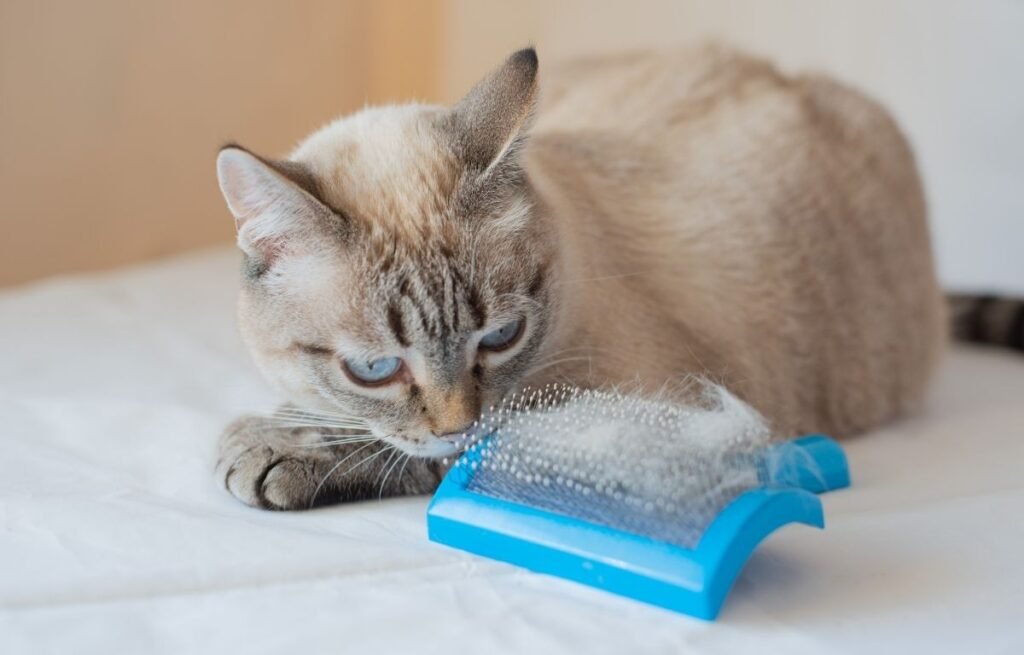 Preterano linjanje mačke – uzroci i rešenja