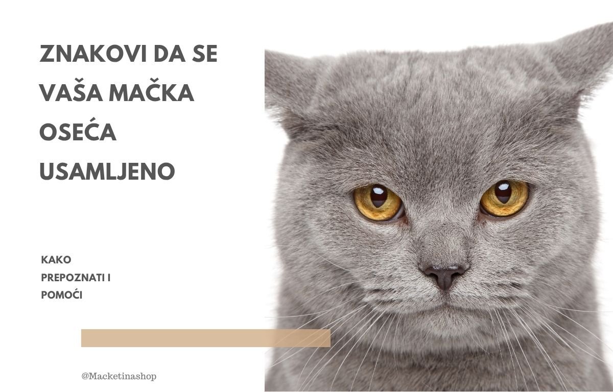 Znakovi da se vaša mačka oseća usamljeno