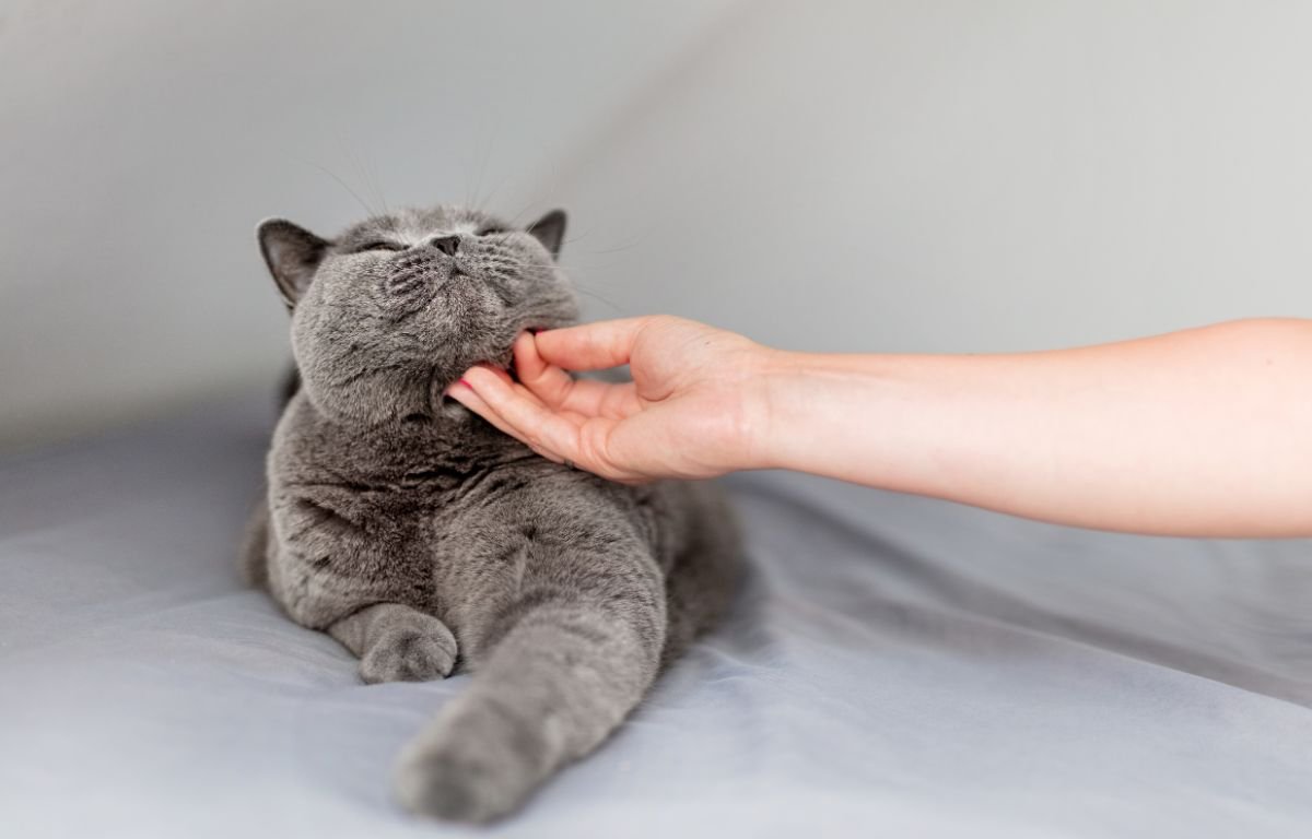 Mačke ne vole da ih svako mazi – Nauka objašnjava