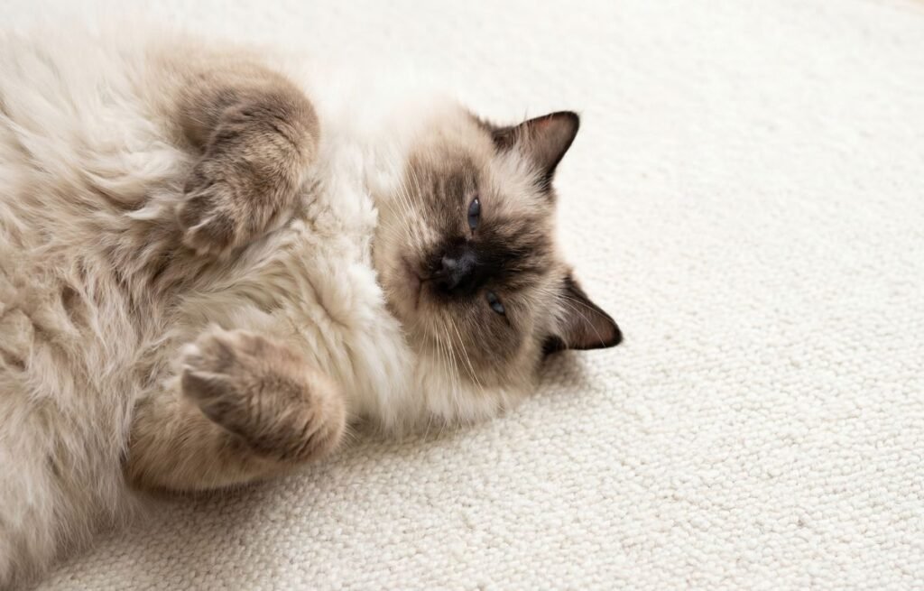 Mačka leži na leđima i pokazuje poverenje vlasniku – ako vam mačka radi ove stvari smatra vas porodicom
