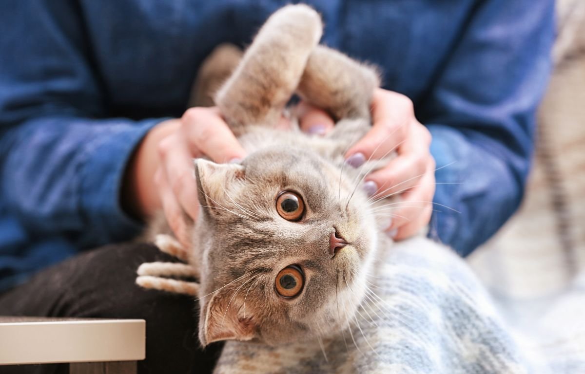 Mačka leži na leđima i opušteno se mazi dok je vlasnik drži u krilu, pokazujući poverenje i bliskost – Ako vas mačka mesi po stomaku – nije slučajno