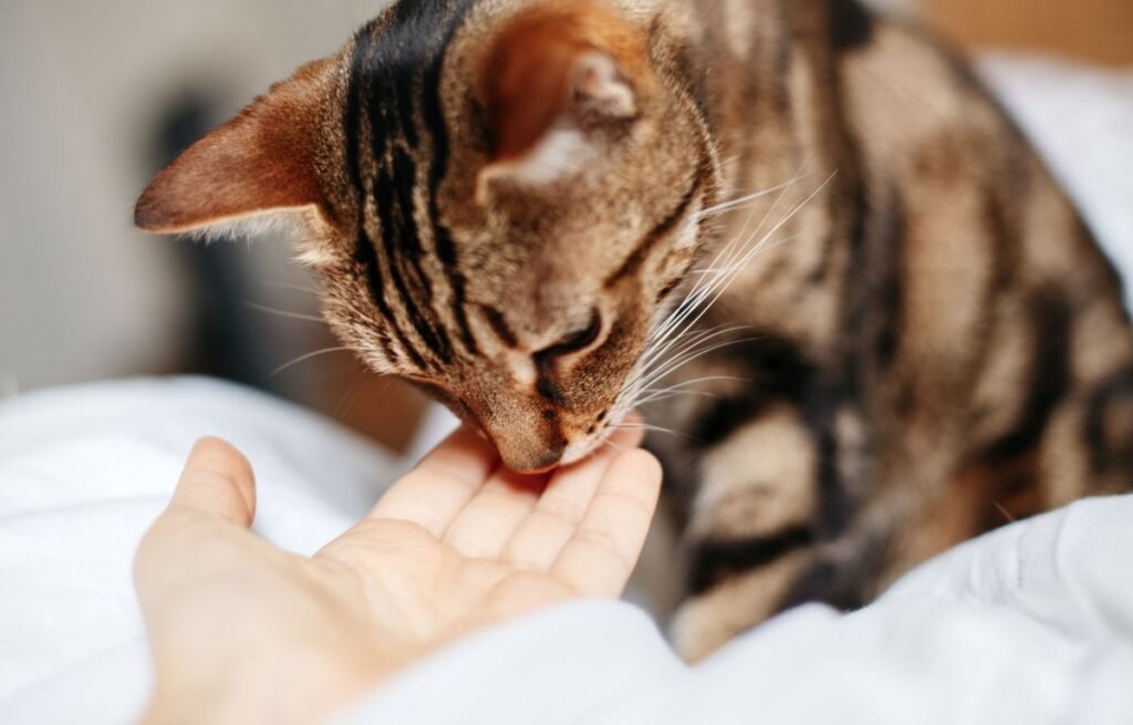 Mačka nežno njuška i liže dlan vlasnika, pokazujući bliskost i poverenje – Ako vas mačka mesi po stomaku – nije slučajno