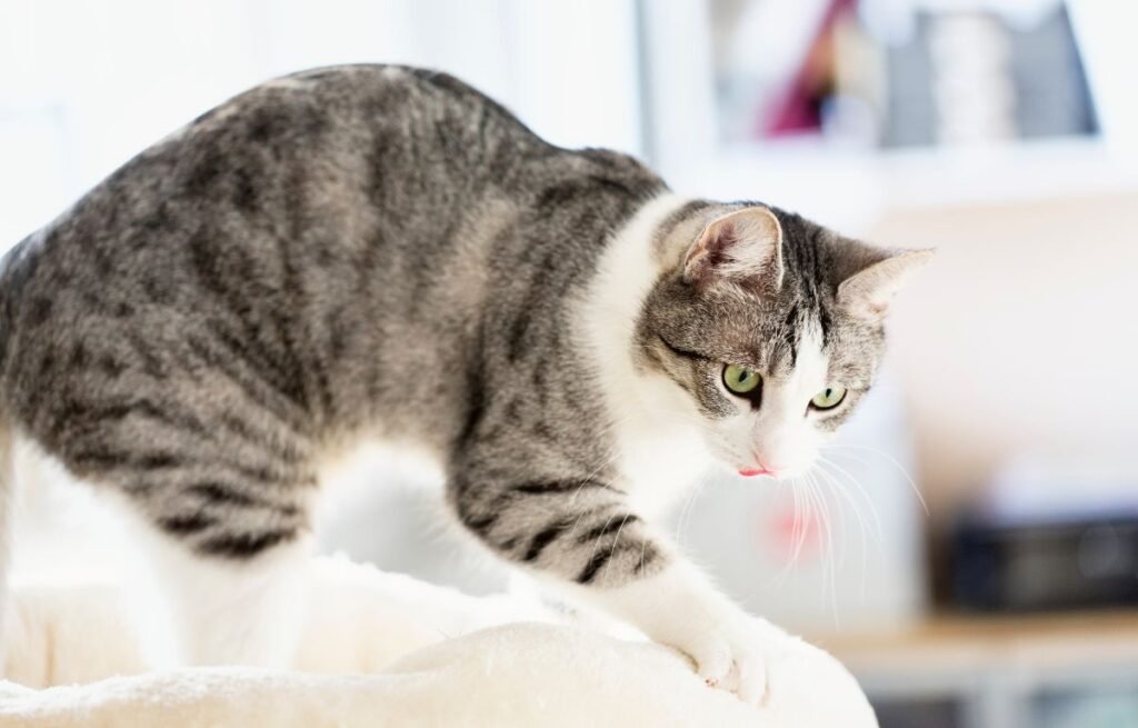 Mačka stoji na mekoj podlozi i mesi šapama, pokazujući opuštenost i osećaj sigurnosti – Ako vas mačka mesi po stomaku – nije slučajno