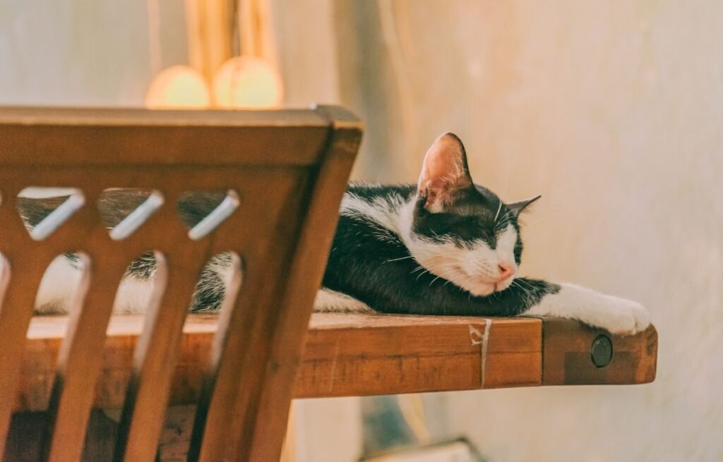 Mačka mirno spava na drvenoj klupi u domu – gde mačka leži tu gazda beži je narodno verovanje