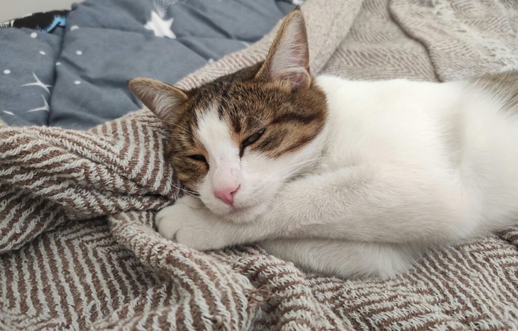 Mačka spokojno spava u krevetu – gde mačka leži tu gazda beži je narodno verovanje, a ne znak loše energije