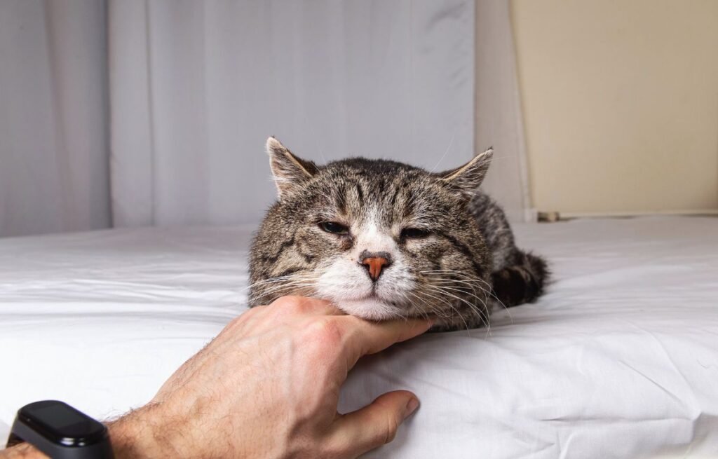 Starija tigrasta mačka leži na belom krevetu dok je vlasnik nežno češka ispod brade – Kako Sačuvati Uspomenu na Ljubimca – Najlepši Načini da Zauvek Ostane Uz Vas