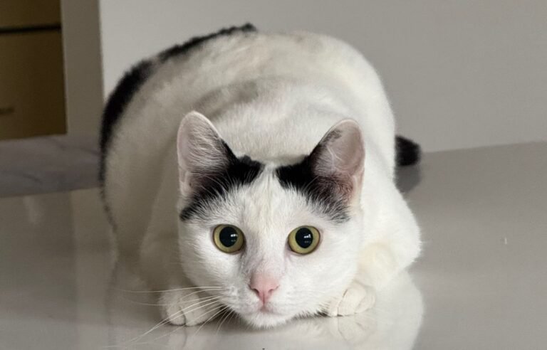Mačka Sabka sa karakterističnim pogledom – internet mačka sa stavom