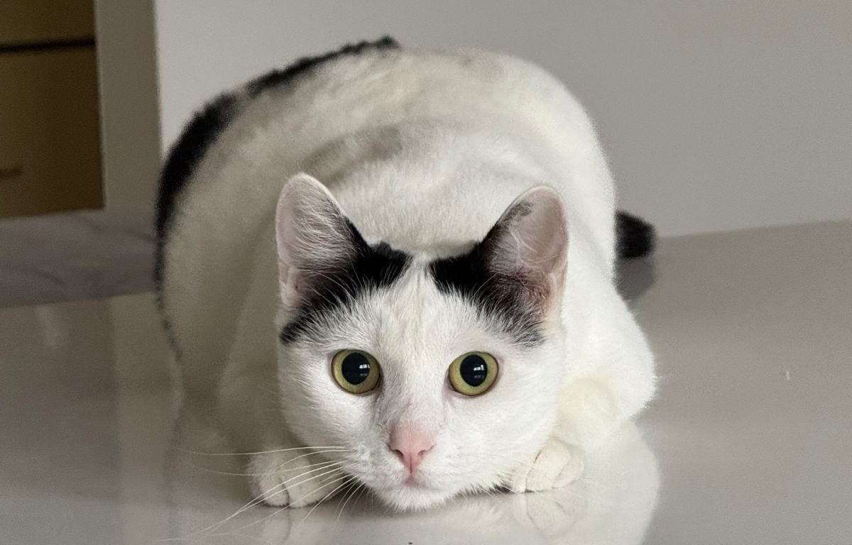 Mačka Sabka – Mačka Koja je Osvojila Internet