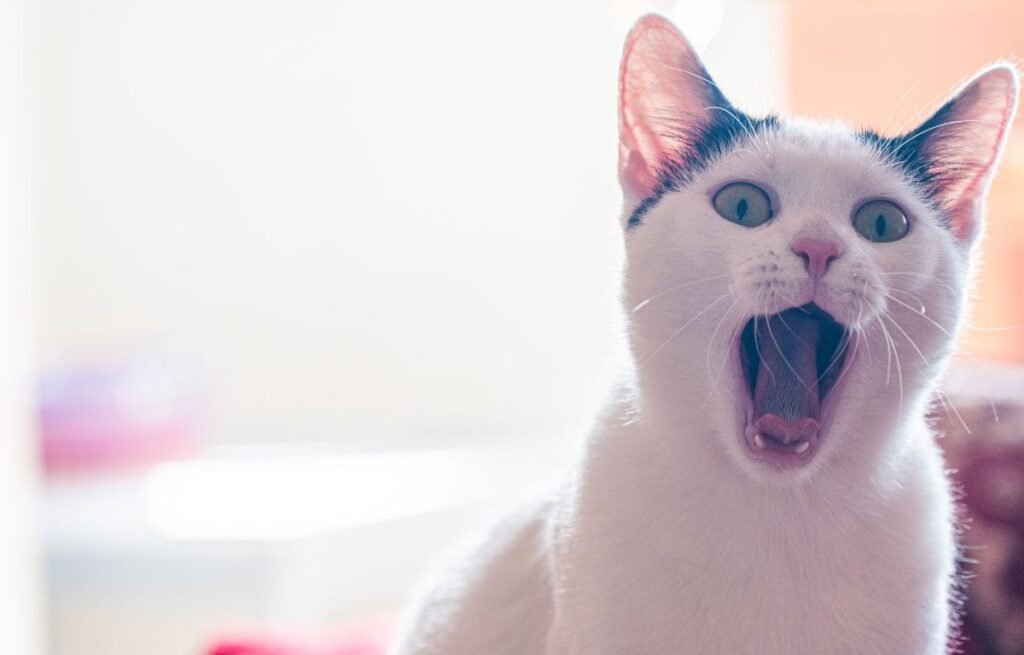 Mačka Sabka sa otvorenim ustima u trenutku karakteristične reakcije – autentična mačka sa stavom