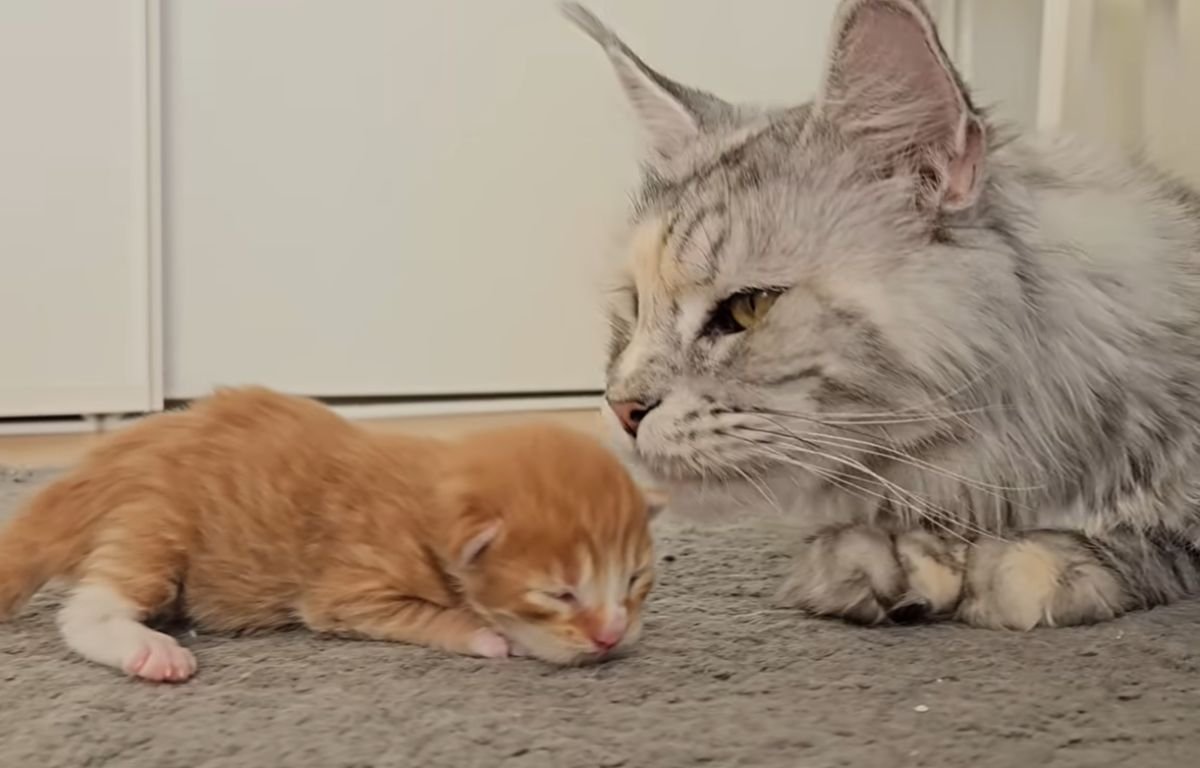 Baka mačka gleda tek rođeno mače tokom prvog susreta – Baka mačka upozna svoje unuke – Video koji će vas nasmejati i rastopiti srce