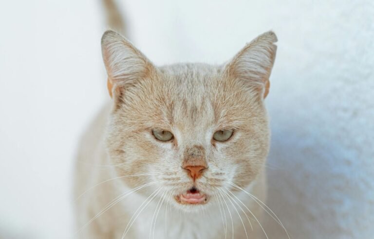 Najstarija mačka na svetu danas slavi 30 rođendan – miran pogled mačke u dubokoj starosti